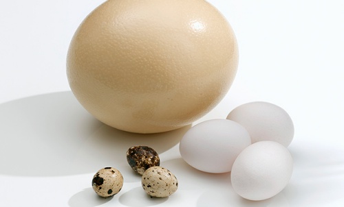 Ăn trứng ngỗng có tốt hơn trứng gà?