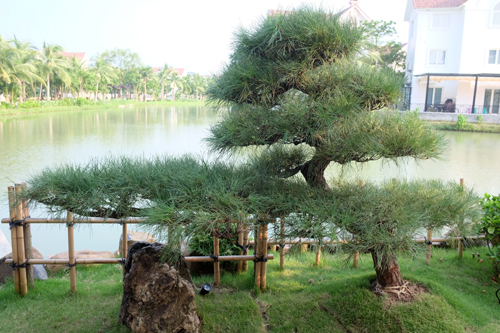 153828baoxaydung image009 Thiết kế vườn Nhật 120m2 trong biệt thự Hà Nội