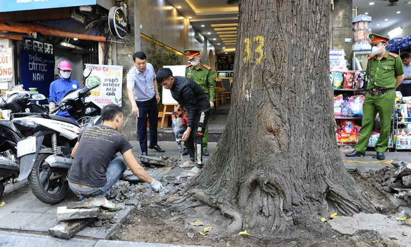 Hà Nội: Xử lý hành vi bức hại cây sao đen tại phố Lò Đúc